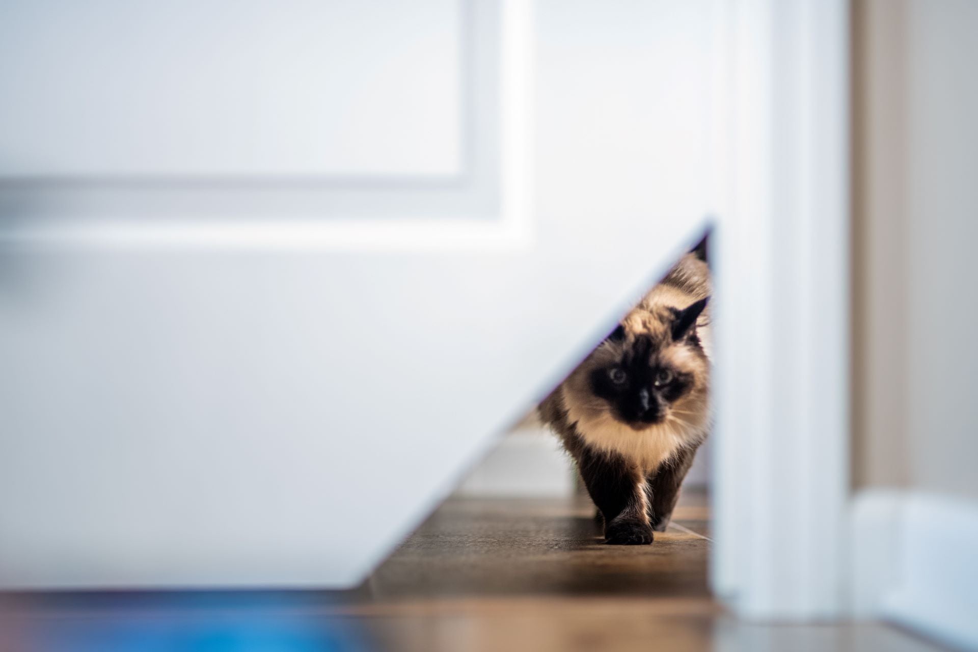 Load video: Big Siamese cat though cat door
