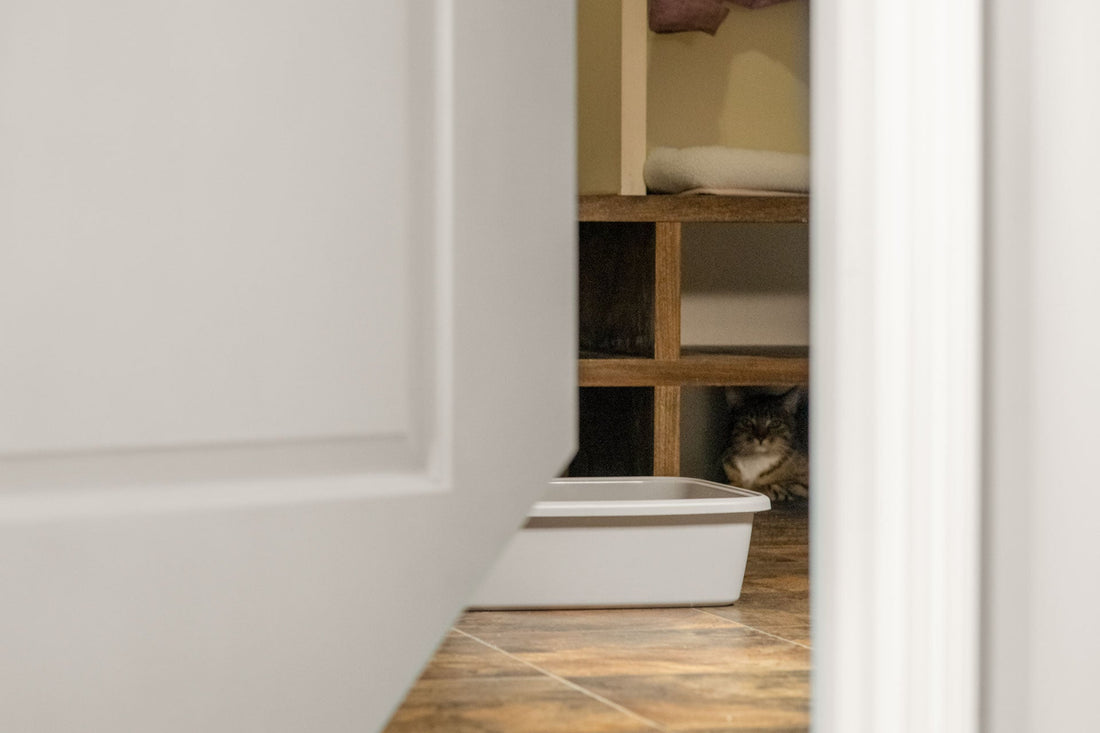 How to Hide Litter Box in Bathroom