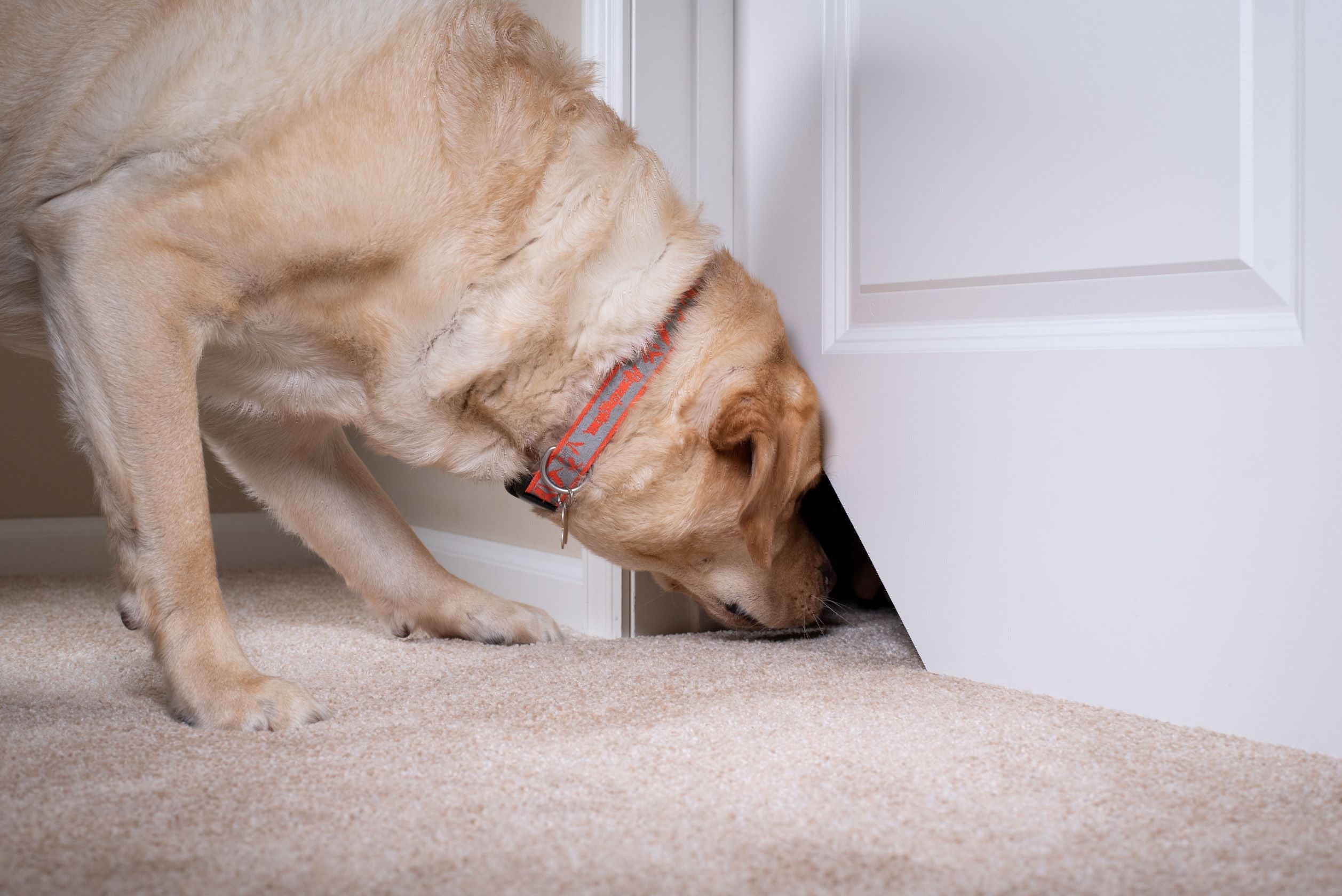 Cat Scratching at the Door? – Kitty Korner Door