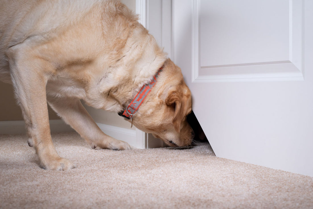 Dog looking in Kitty Korner® cat door