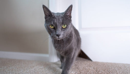 cat coming through a Kitty Korner® cat door