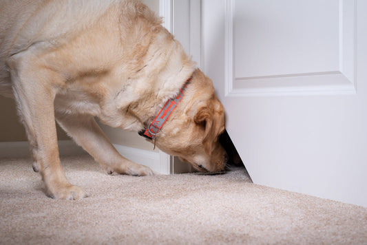 Dog looking through Kitty Korner®