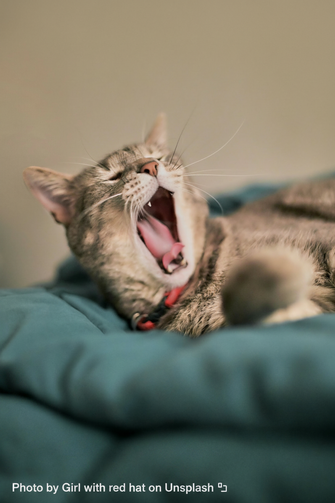 From Skeptic to Superfan: One Cat Owner's Honest Kitty Korner Review
