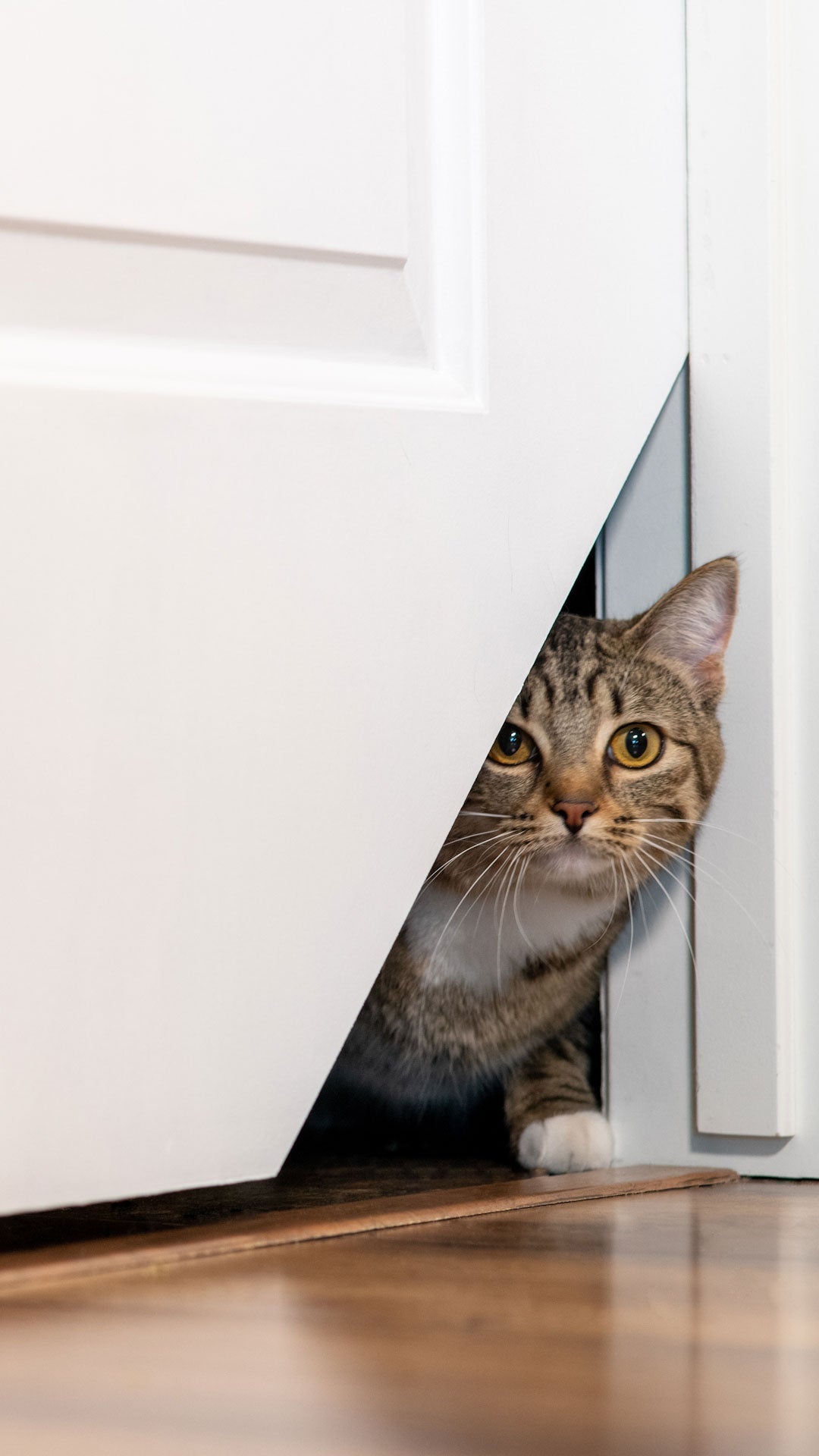 Cat looking out of a Kitty Korner cat door