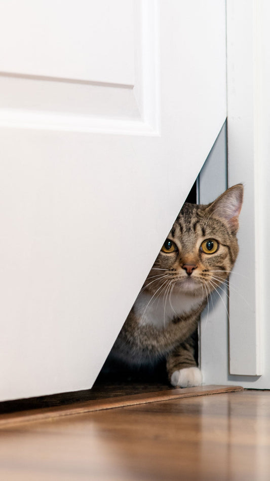 Cat looking out of a Kitty Korner cat door