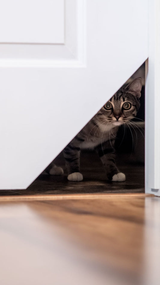 Real Customers, Real Cats: How the Kitty Korner Door Changed Our Home