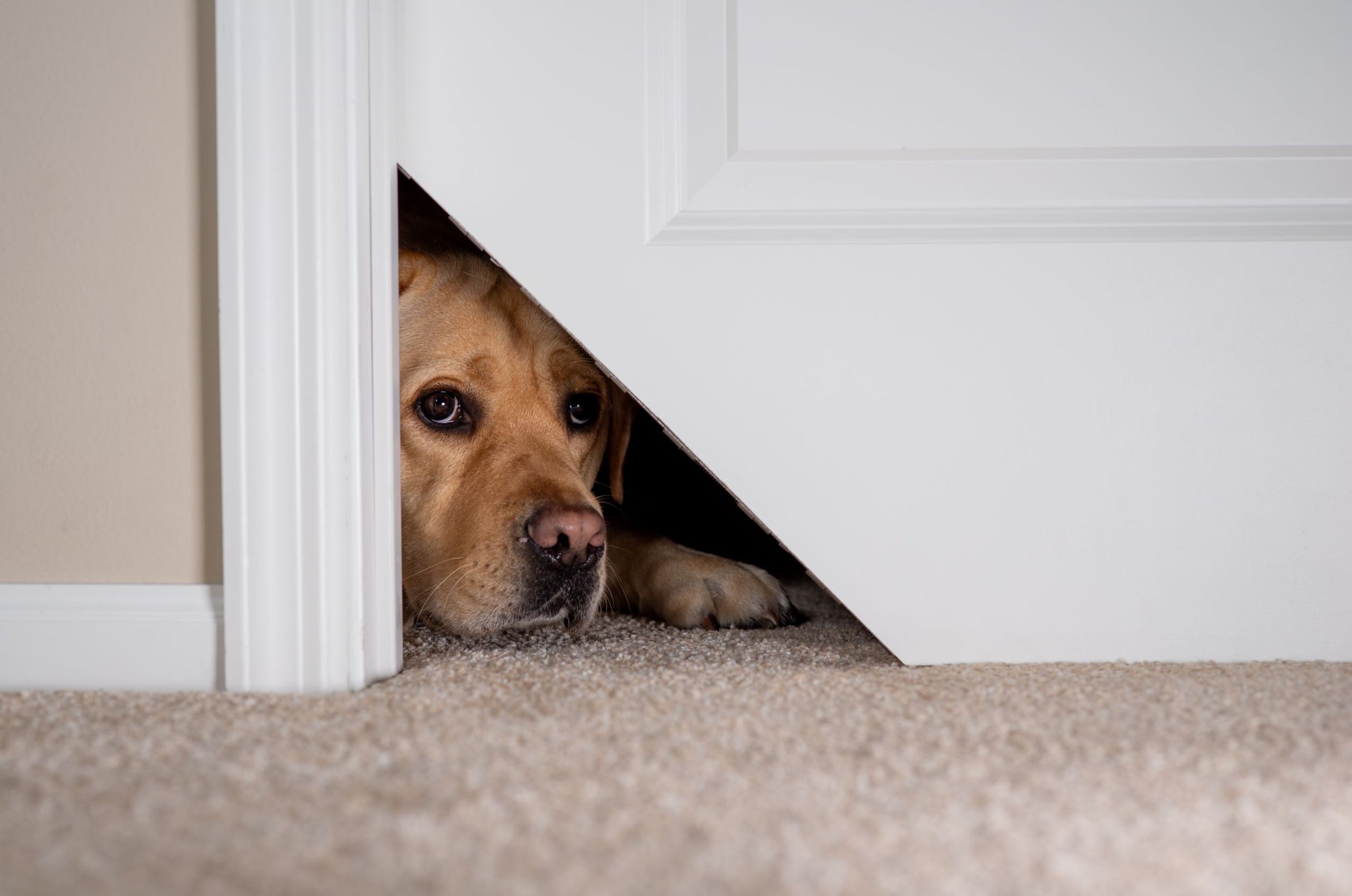 Dogs don't fit through Kitty Korner cat door